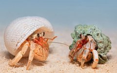 12-5-16-10035hermit-crabs_2.jpg