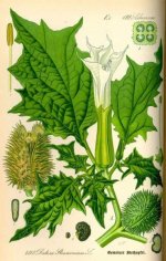 thome00132-datura-stramonium.jpg