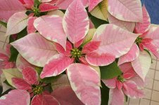 poinsettia_07.jpg