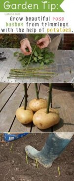20-Insanely-Clever-Gardening-Tips-And-Ideas13.jpg