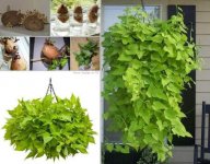 How-to-Grow-A-Potato-Vine-Plant.jpg