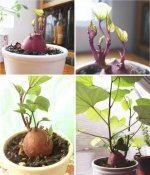 sweetpotato_growth.jpg