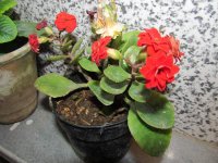 IMG_3290.jpg