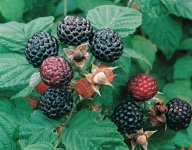 raspberry jewel fruit on bush.jpg