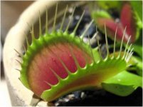 Dianea muscipula.jpg