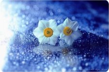 www.21fun.ir-macro-photography-lafugue-logos.jpg