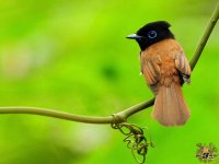 11gorgeous_bird_009.jpg