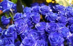 blue_roses_flower_hd_wallpaper.jpg blue_roses_flower_hd_wallpaper.jpg
