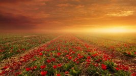flowers-wallpaper-2560x1440.jpg flowers-wallpaper-2560x1440.jpg