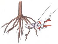 pruning-root.jpg