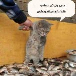 bayadedaykondi.persianblog.ir-funny.jpg