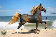 horse-6.jpg