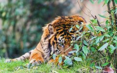hidden-tiger.jpg