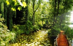 forest-pond.jpg
