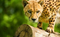 cheetah-cat.jpg