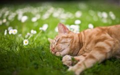 cat-sleep-in-grass.jpg