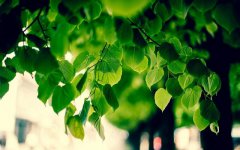 green-tree-foliage.jpg