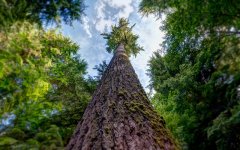 blurred-tree-in-forest.jpg