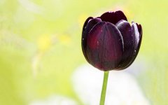 purple-black-tulip.jpg