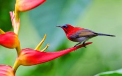 crimson-sunbird.jpg