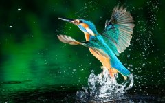 kingfisher-water.jpg