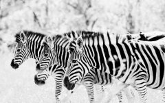 3_zebras-wallpaper-1440x900.jpg