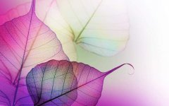 transparent-mauve-leave-veins.jpg