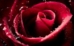 red-rose-water-drops.jpg