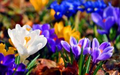 spring-crocuses.jpg