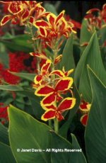 Canna%20%27Lucifer%27.jpg