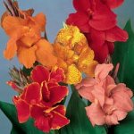 dutch-canna-collection.jpg