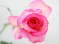 rose-flower.jpg
