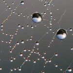 Dew_on_spider_web_Luc_Viatour.jpg