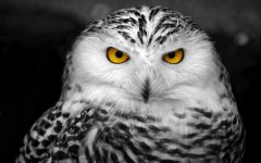 snowy-owl.jpg