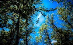 plane-between-trees.jpg