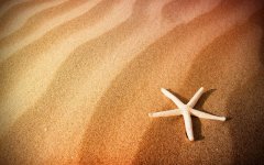 beach-sand-starfish.jpg