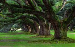 old-tree-moss.jpg
