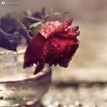 normal_Avazak_ir-Love11433.jpg