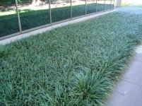 liriope-spicata-creeping-lily-turf-filters-air.jpg