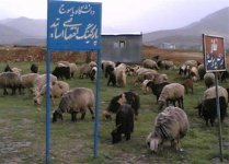 0.147704001297568628_irannaz_com.jpg