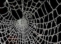 cobweb.jpg