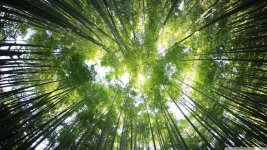bamboo_forest_7-wallpaper-1366x768.jpg