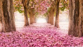 love_path-wallpaper-1366x768.jpg
