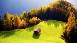 Bird-View-of-Cute-Forest.jpg
