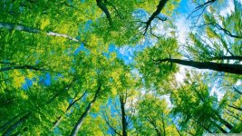 forest_sky_view-wallpaper-1366x768.jpg