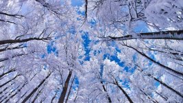 snowy-trees-wallpaper-5.jpg