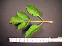 amy_k_leaf.jpg