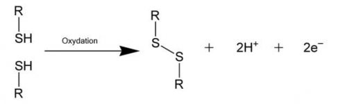 800px-Disulfide-bond_copie.jpg