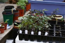 tomato-seedlings-ready-for-repotting.jpg