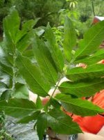 images85.jpg